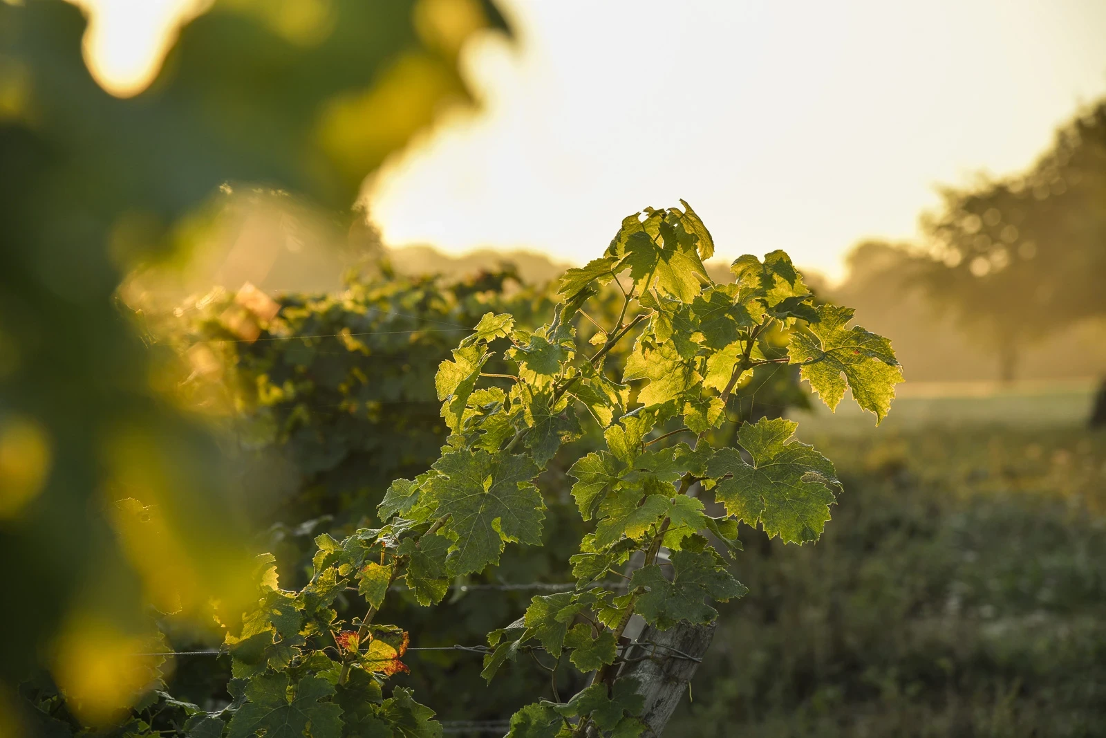 EPerrin DSC6527copie.webp